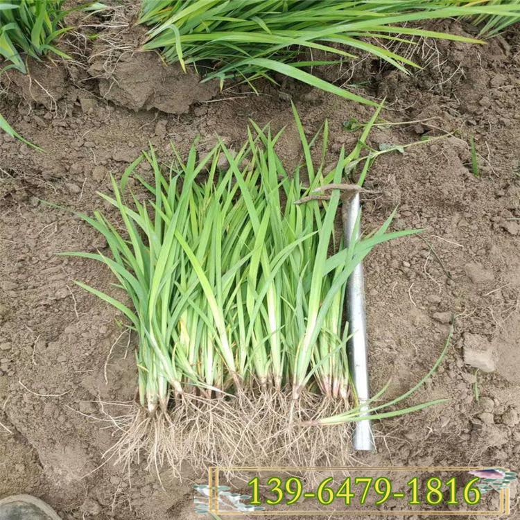 溪荪营养杯苗价格 绿化水生花卉黄菖蒲  裸根兰花鸢尾等水生植物
