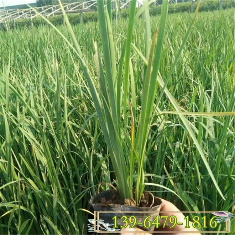 溪荪花苗 苗圃现货直销水生植物批发 多年生草本蓝花溪荪