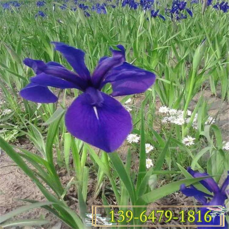 蓝蝴蝶 批发水植物生溪荪花 护坡用紫花鸢尾苗