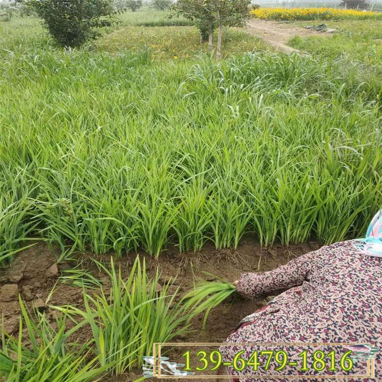 紫花溪荪鸢尾盆苗 赤红鸢尾溪荪苗 青州花卉基地直销鸢尾
