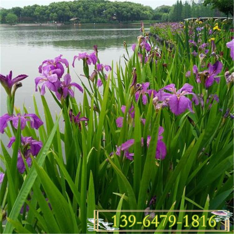 蓝蝴蝶批发水生鸢尾花苗 护坡园林绿化工程用溪荪鸢尾小苗
