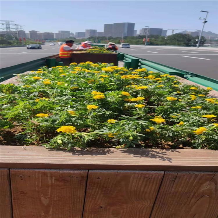 适合北方组摆用花 广场草花 组摆花卉 价格实惠 欢迎咨询江瑞园艺