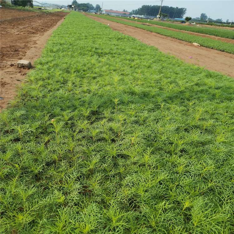 青州波斯菊 大量供应波斯菊基地 启景花卉基地批售波斯菊