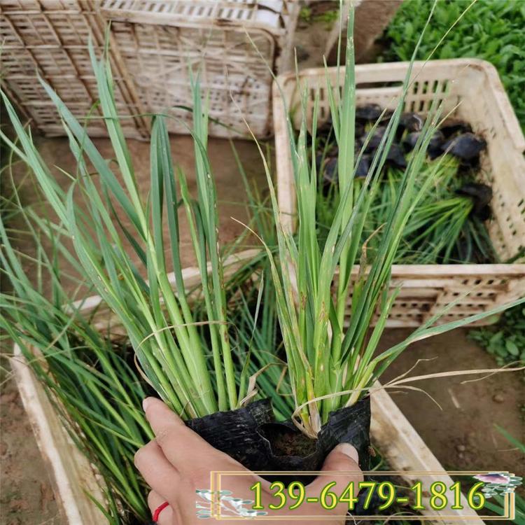 矮蒲苇盆苗价格 矮蒲苇供应商 防止水土流失植物