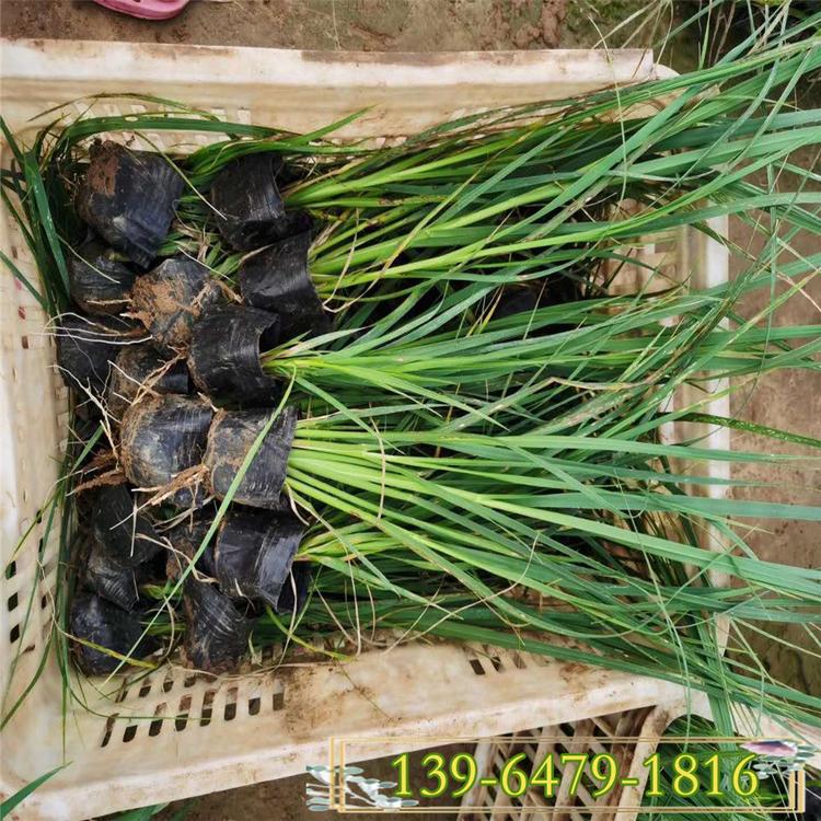 多年生草本矮蒲苇 白色花穗矮蒲苇批发 园林绿化用矮蒲苇