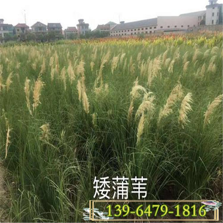 青州矮蒲苇基地 矮蒲苇容器苗 花镜背景观赏草
