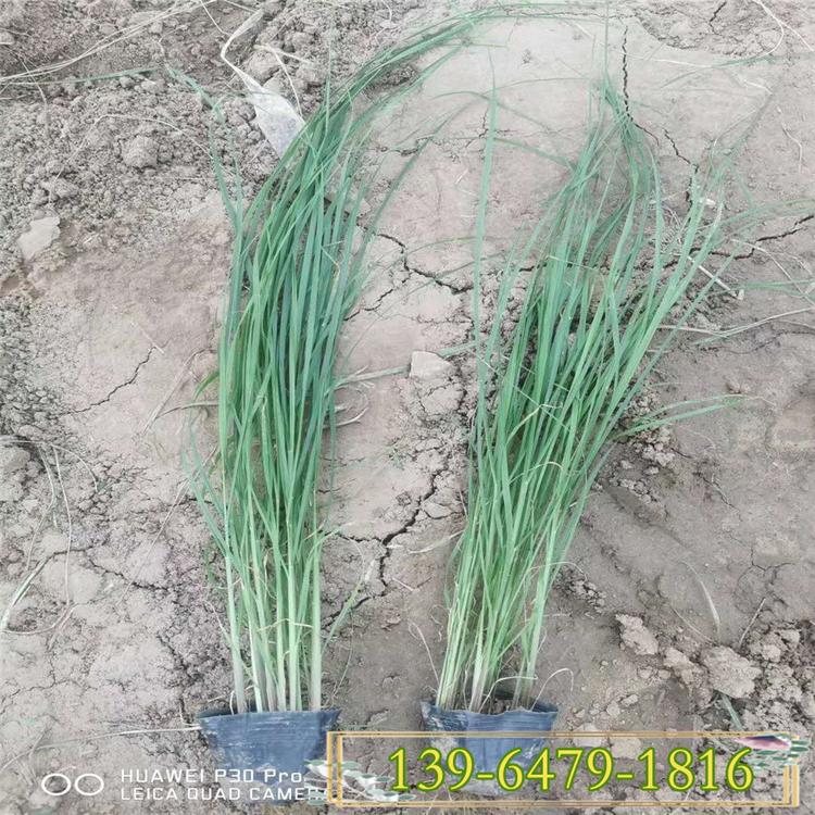 矮蒲苇小苗 绿化护坡矮蒲苇价格 护堤防滑植物矮蒲苇