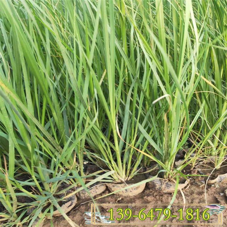 基地推荐各类水生植物 矮蒲苇容器苗 矮蒲苇绿化苗供应商