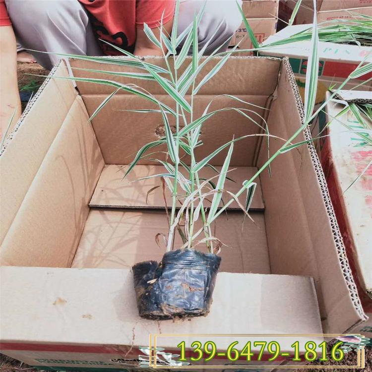 玉带草杯苗 叶色白绿相间花境美化 水生植物玉带草种子