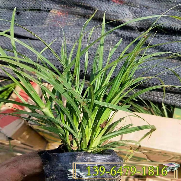 崂峪苔草盆苗 长绿性观赏草 青绿苔草价格