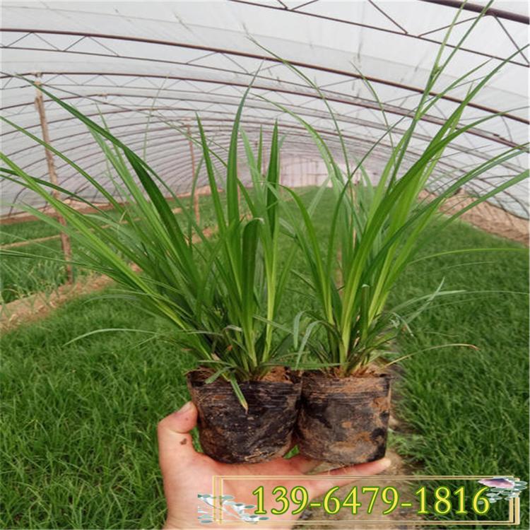 青州崂峪苔草盆苗 长绿性观赏草 青绿苔草小苗价格