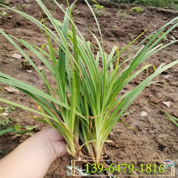 长绿性观赏草 崂峪苔草价格 防止水土流失植物
