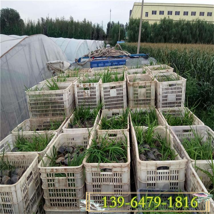 多年生植物崂峪苔草盆苗 多芽常绿苔草营养钵苗