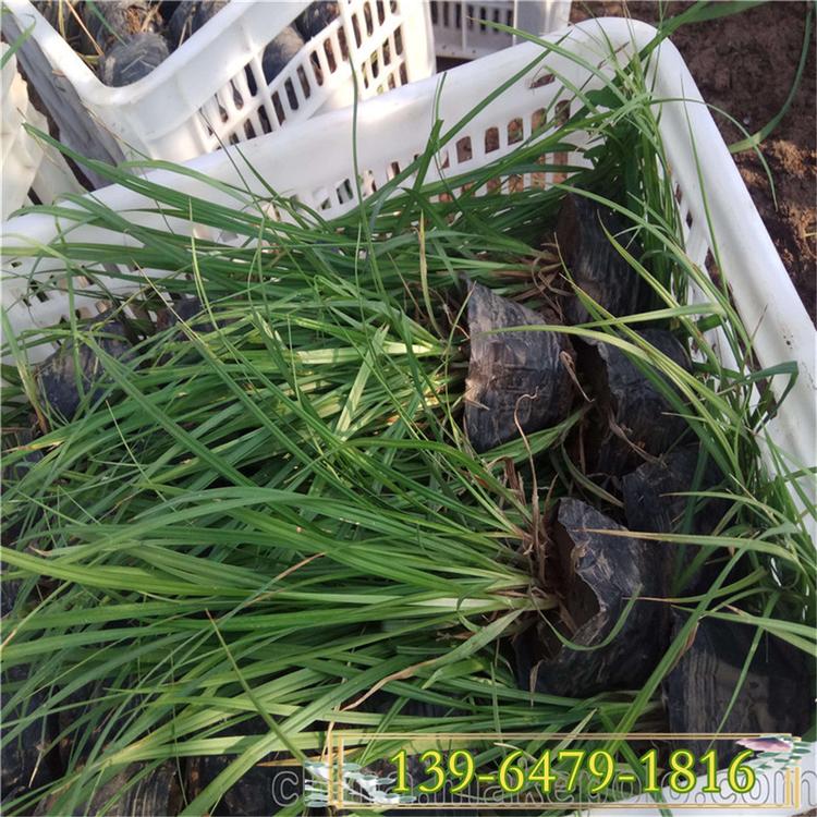 多芽崂峪苔草杯苗  绿地护坡草坪 耐荫程旱工程用苗