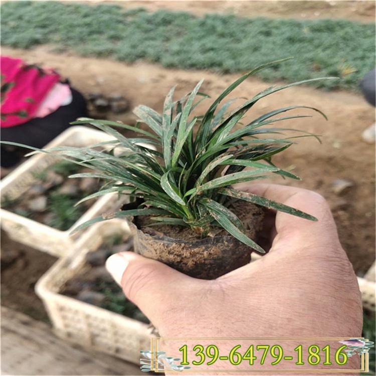 山东玉龙草小苗批发中心 日本矮麦冬青州供应商 金边麦冬草地栽苗