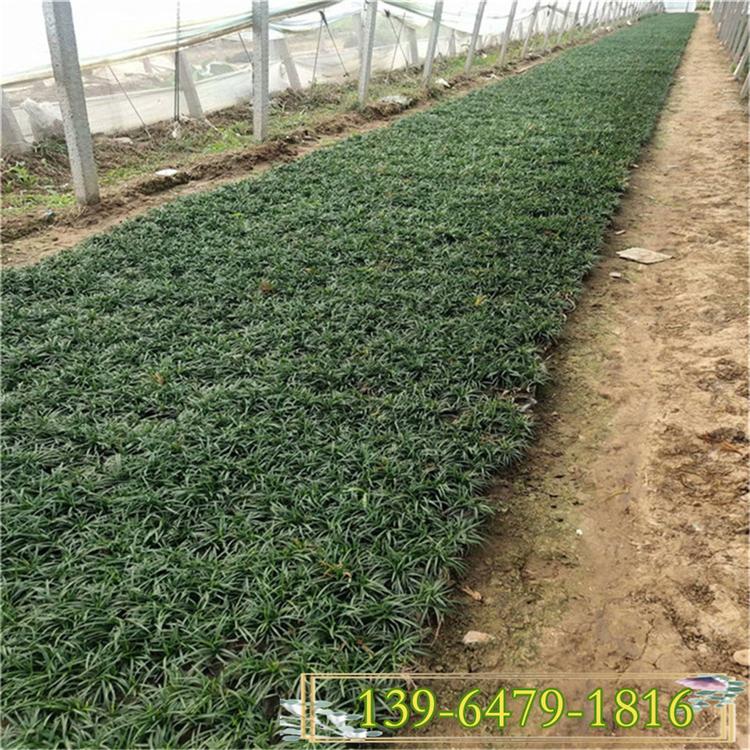 山东青州基地直销细叶麦冬小苗 量大质优矮麦冬杯苗 玉龙草带土苗