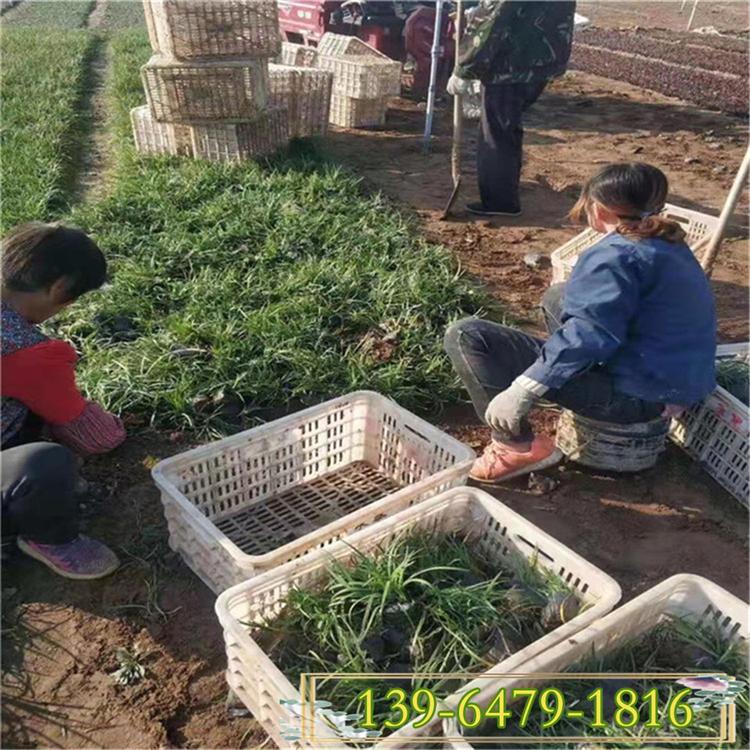 大量供应矮麦冬盆苗  园区绿化批发麦冬营养钵苗