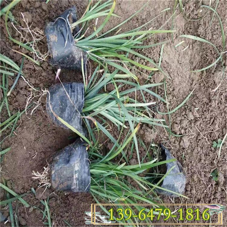 供应地被绿化苗玉龙草盆苗 护坡绿化麦冬草 四季常青