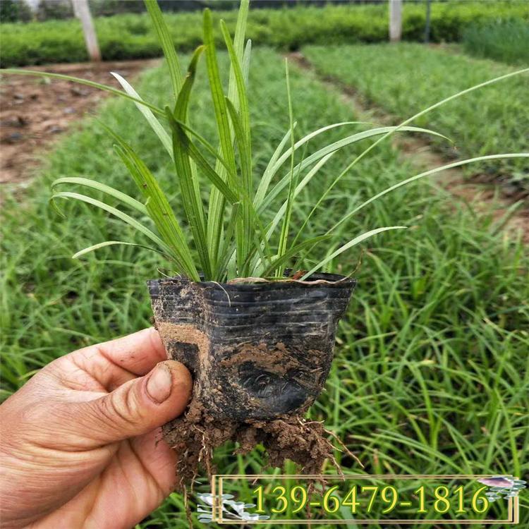抗踩踏生命力顽强麦冬草 耐修剪四季常青绿化用苗