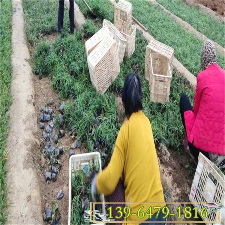 批发供应多芽矮麦冬玉龙草 四季常青玉龙草 根系发达耐践踏