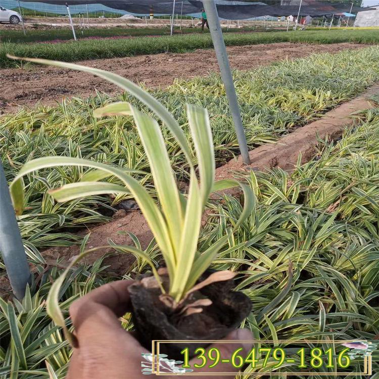 高度10-15吉祥草 阔叶麦冬耐寒耐旱植物玉龙草 四季常绿金边麦冬草
