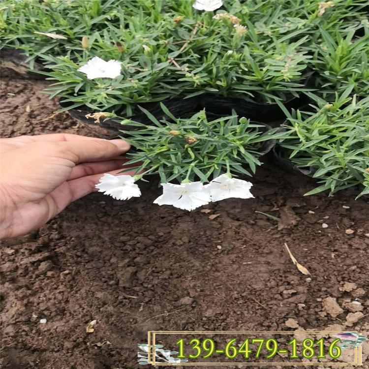 大量批发白花欧石竹盆苗 楼盘绿化 公园小区花海用花