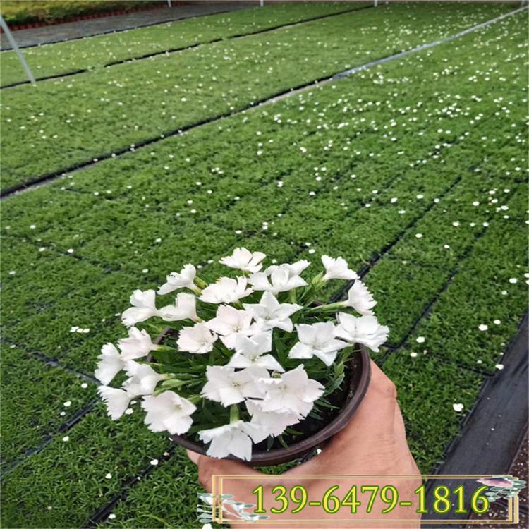 一年四季开花机器欧石竹 做花镜的新品种 白色欧石竹