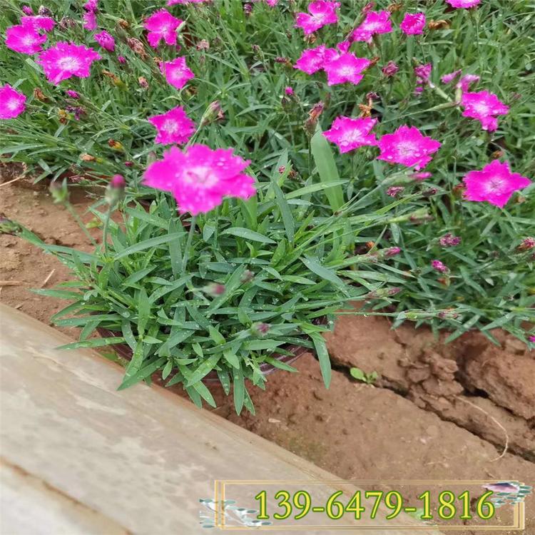 花期300天植物 常绿三季开花  开花耐践踏草坪欧石竹