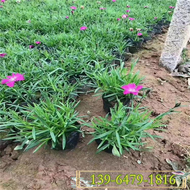 欧石竹营养钵苗批发基地 10-15公分宿根欧石竹小苗 开花草坪花期长