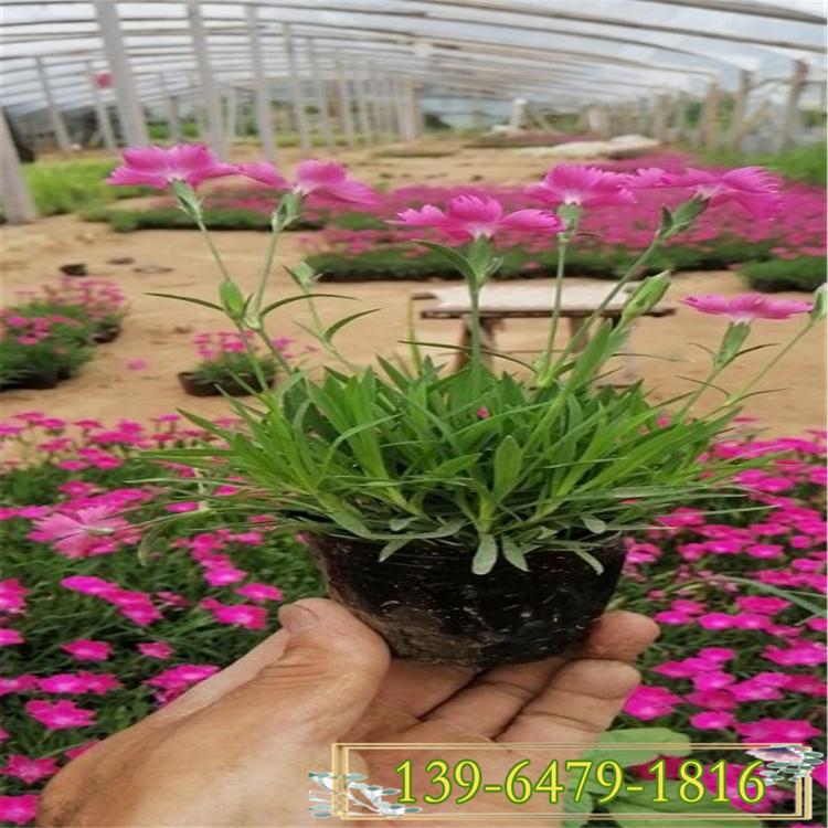 便宜的欧石竹价格 多年生花卉盆苗欧石竹 倒地处理价
