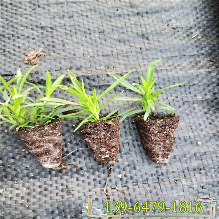批发欧石竹穴盘苗 四季开花的草坪耐践踏 欧石竹营养钵苗