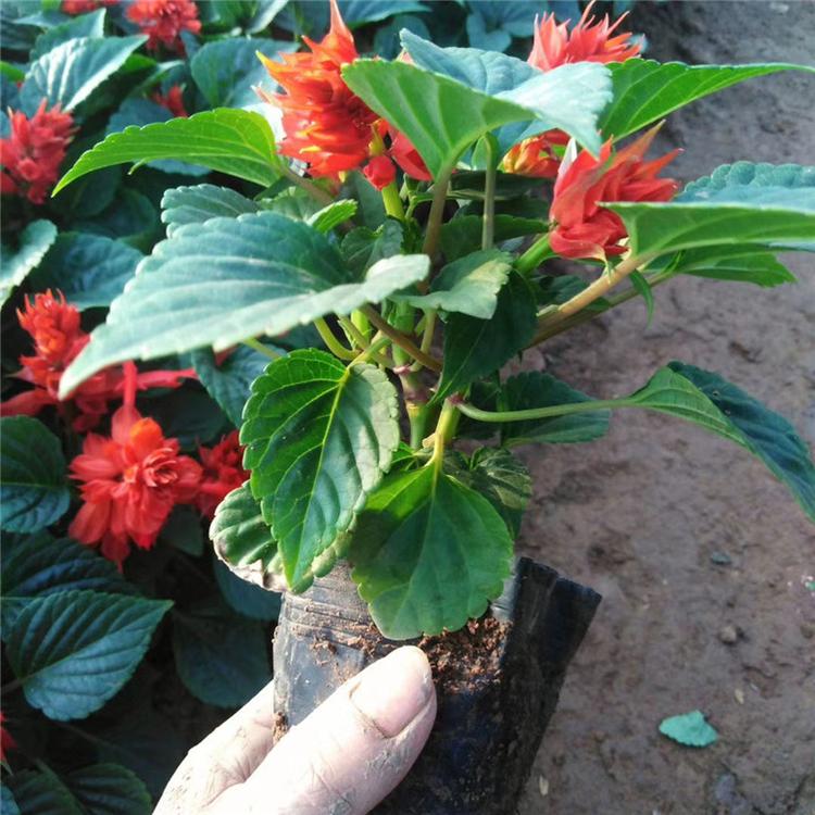 一串红幼苗 一串红阳台用苗 种植基地批发