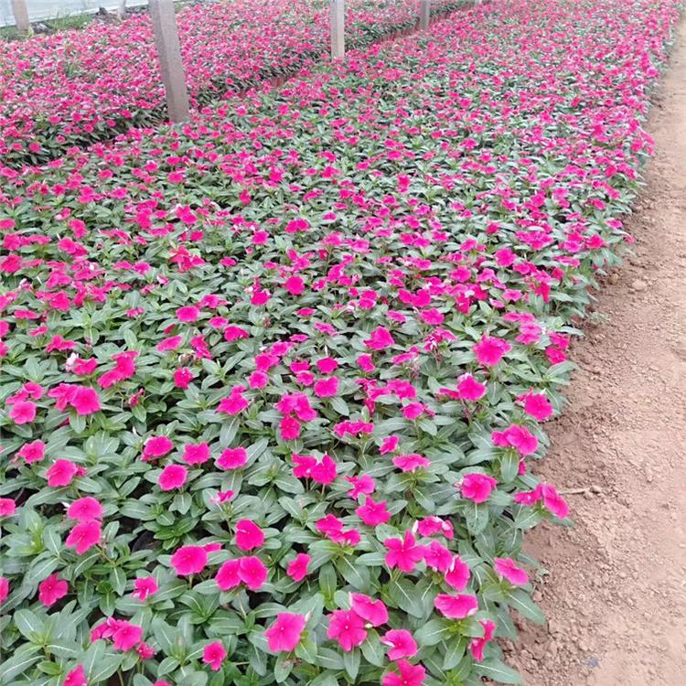 长春花工程苗 长春花宿根草花 苗圃直供