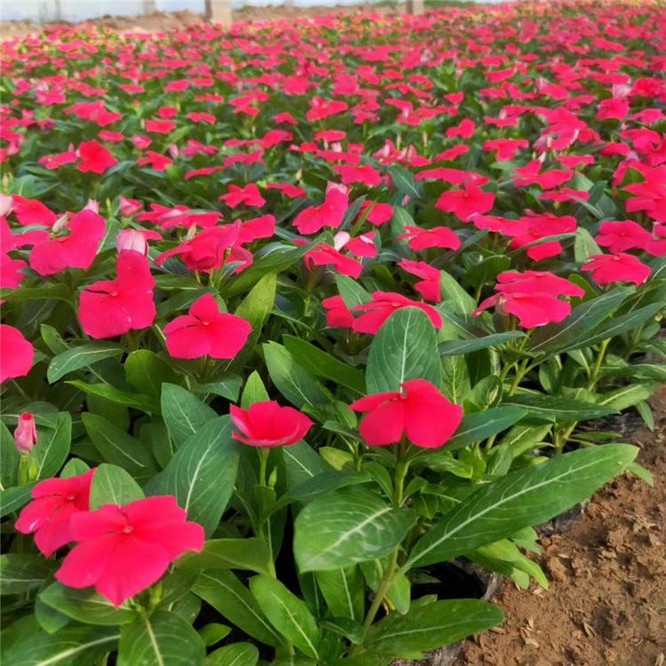 长春花的价格 长春花多年生花卉 大量批发