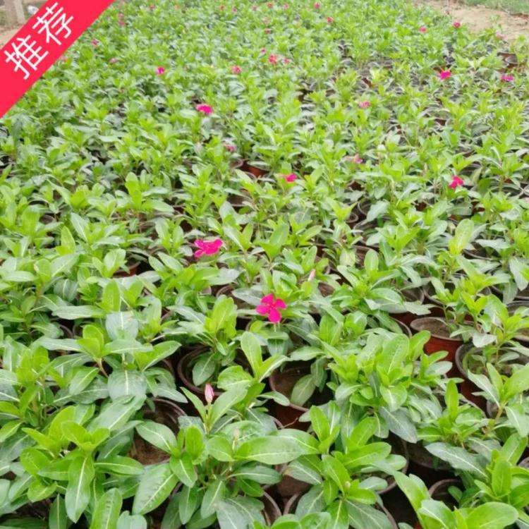 天天开   天天开价格 绿化苗木工程苗  小涵花卉  长春花价格