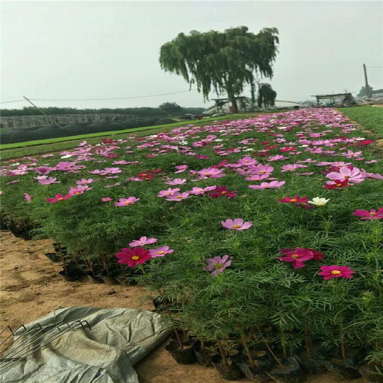 大量供应波斯菊   启景花卉基地批售波斯菊