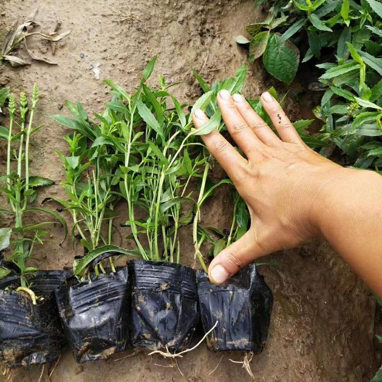 柳叶马鞭草 马鞭草价格优惠 常年供应马鞭草 山东青州