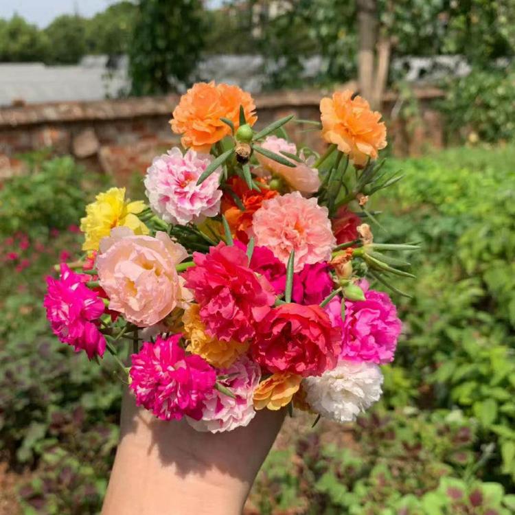 太阳花 大花马齿苋 太阳花价格 太阳花种苗批发 供应太阳花