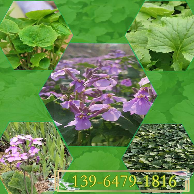 二月兰盆苗 耐寒耐阴宿根地被 3月开花诸葛菜二月兰