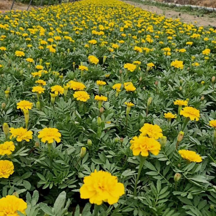 大量出售孔雀草价格 孔雀草供应  孔雀草批发价基地报价