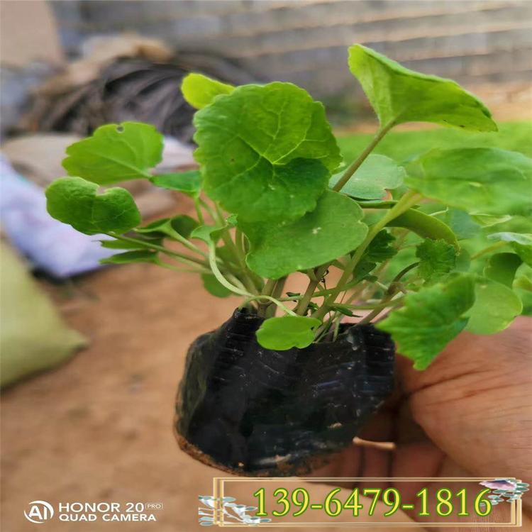花圃直销二月兰盆苗 二月兰价格 物美价廉