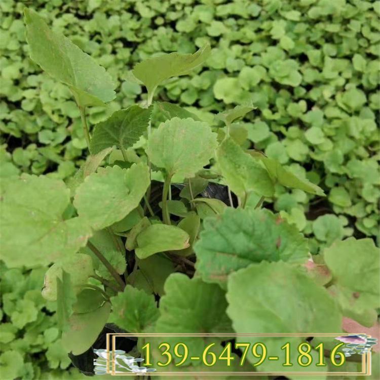二月兰盆苗价格 二月兰园林用途 绿化工程供应花苗