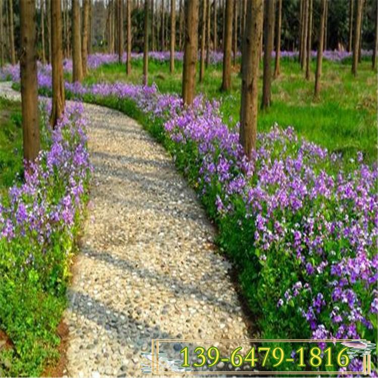 二月兰幼苗 二月兰图片 早春开花山东青州花卉