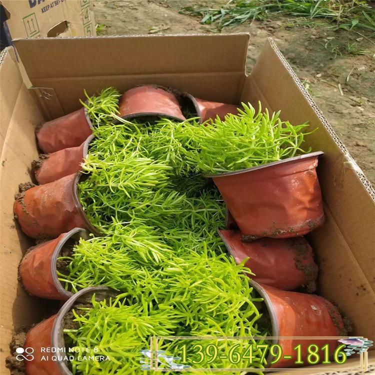 佛甲草盆苗批发基地 佛甲草营养钵苗 垂盆草价格