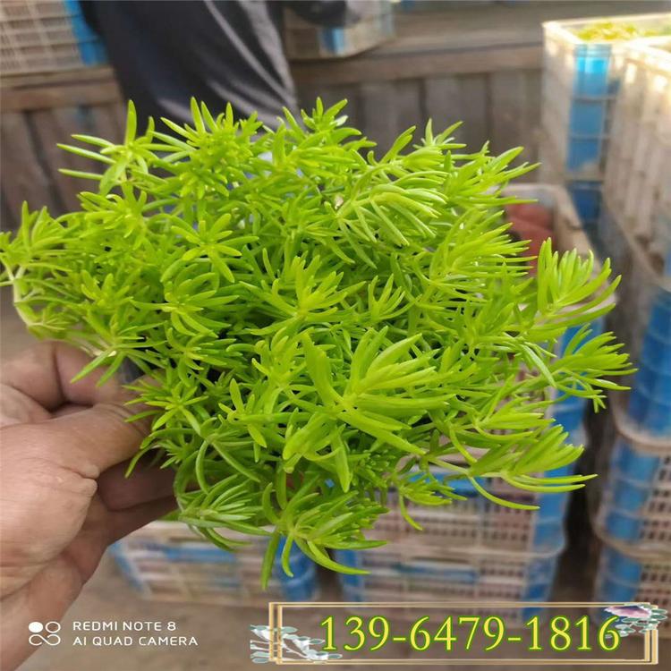 多肉植物青叶佛甲草价格 佛甲草园林应用 屋顶无土栽培植物