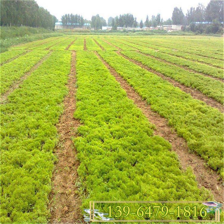 金叶佛甲草盘苗 佛家草园林应用 屋顶绿化栽培植物