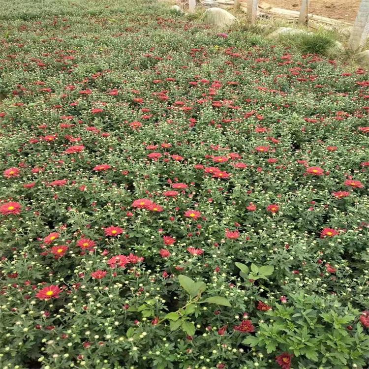 国庆菊穴盘苗 盆栽国庆菊 青州国庆菊承接价格 江瑞园艺