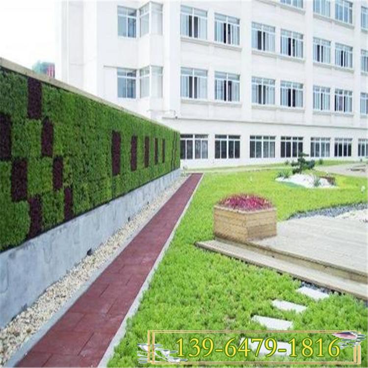 批发屋顶绿化佛甲草 景观植物 花卉造型常用植物佛甲草