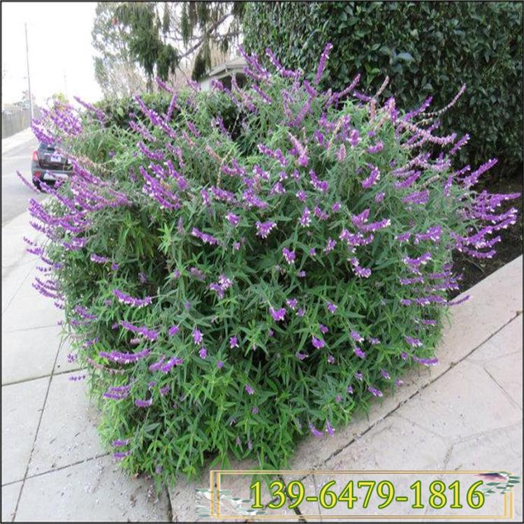兰花鼠尾草过价格 墨西哥鼠尾草 草花鼠尾草图片