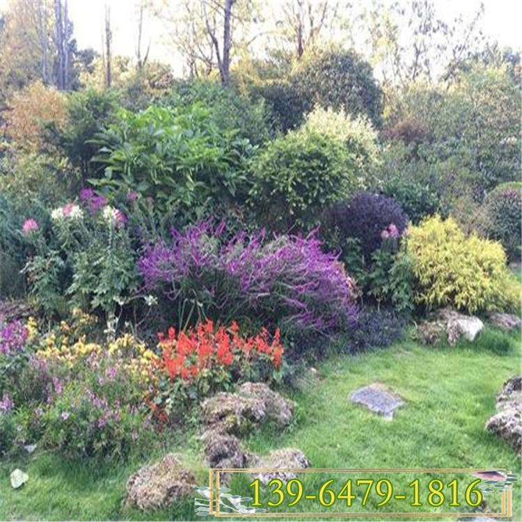 基地批发墨西哥鼠尾草盆苗 兰花鼠尾草花期  多年生鼠尾草园林应用